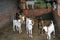 Animal husbandry India, supporting villagers for livelihood income generation.