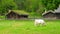 animal husbandry livestock breeding, norwagian village, green grass rooftop, norway