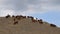 Animal husbandry. A shepherd grazes cattle.