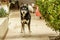 Animal husky dog face closeup. Cute beautiful pet portrait.