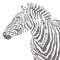 Animal illustration of vector black zebra striped silhouette. EPS