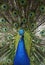 Animal - Indian Blue Peafowl (Pavo Cristatus)