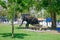 Animal the Indian elephant in the territory of the temple in Sri Lanka