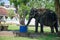 Animal the Indian elephant in the territory of the temple in Sri Lanka