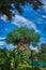 Animal Kingdom, Disney Tree of Life