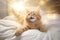 Animal kitty pets fur kitten fluffy feline adorable cat cute domestic