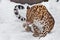 The animal is licked in the snow, a predatory species. Far Eastern leopard is walking in the snow. powerful animal