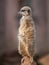 Animal life in Africa: watchful meercat