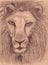 Animal lion drawing graphic pencil sketch illustraton