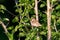 Animal little bird sparrow in green thickets