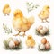 Animal_Little_Chick_Watercolor1_11