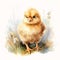 Animal_Little_Chick_Watercolor1_3