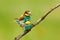 Animal love, European Bee-eaters mating on the branch with clear green and yellow background, Hungary. Action wildlife scene from