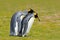 Animal love. King penguin couple cuddling, wild nature, green background. Two penguins making love. in the grass. Wildlife scene f