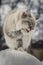 Animal lovers. Beautiful Siberian cat as a home pet.