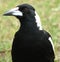 Animal - Magpie