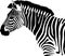 animal mammal wild equine zebra