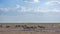 Animal migration in Africa. A herd of wildebeests stands on the dry land of the savannah.