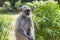 Animal monkey in India South flat Langur