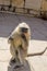 Animal monkey in India South flat Langur