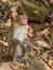 Animal monkey in nature