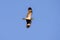Animal Nacunda Nighthawk in fly