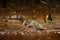 Animal near the river. Portrait of Crocodile, crocodile in the water with evening sun. Crocodile from Costa Rica. Caiman in the wa