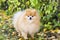 Animal obedience and training. Portrait of a small fluffy red Pomeranian spitz on an autumn background with fallen leaves.