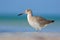Animal on the ocean coast. White bird in the sand beach. Beautiful bird from Florida, USA. Bird with ocean wave. Blue surface with