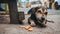 Animal outdoor : A little dog Eating Biscuits on the Street. Hungry Street Dog Eating Portrait