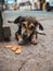Animal outdoor : A little dog Eating Biscuits on the Street. Hungry Street Dog Eating Portrait. Hungry dog â€‹â€‹eat from a piece