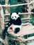 Animal panda relax nothing to do