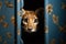 animal peeking out from a door left ajar