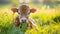 animal photography, cute young calf in green grass, close-up, soft sunny morning light.