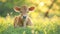 animal photography, cute young calf in green grass, close-up, soft sunny morning light.