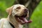 Animal photography. Happy and joyful yellow labrador on a walk in the forest