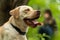 Animal photography. Happy and joyful yellow labrador on a walk in the forest