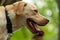 Animal photography. Happy and joyful yellow labrador on a walk in the forest