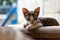 Animal photography, kitten portrait CloseUp blur background