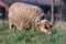 An animal portrait of a brown wooly adult sheep grazing in a grass field or meadow during a sunny spring day. The mammal is eating