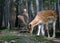 Animal - portrait of Fallow Deer