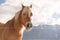 Animal portrait. Haflinger horse on background winter mountains