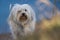 Animal portrait Havanese