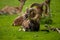 Animal Portrait of a majestic Mouflon male (Head Closeup - Ovis Orientalis) with big curvy horns - popular trophy