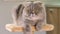 Animal portrait of Scottish Fold cat