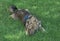 Animal Portrait Of A Swedish Vallhund On The Grass