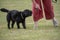 Animal portraits. A black Borderpoo dog in training.