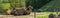 Animal portraits camels sitting down together viewing their backs