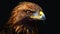 Animal Power - wonderful portrait of a golden eagle with dark background