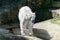 Animal predator large white bear